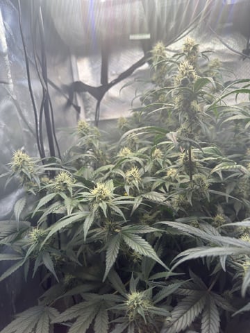 Key Lime Pie — flower, day 58