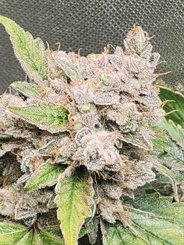 Another round of Mephisto Genetics from Schoolyard Crush and Do-si-delirium drops. — flower, day 90