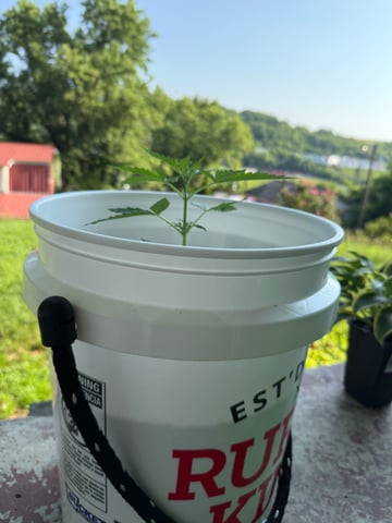 •Freedom Grow• — vegetative, day 27