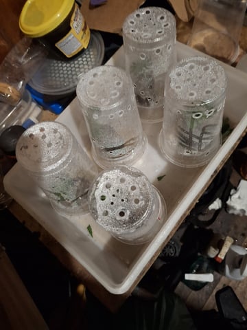 1st Grow - ROYAL MOBY (indoor)(photop.) — vegetative, day 91