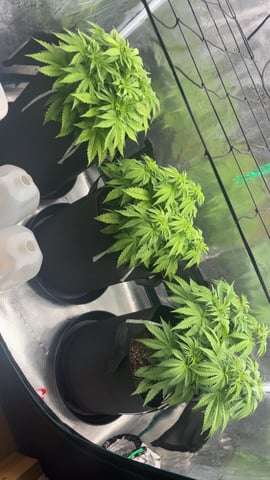 first grow — vegetative, day 37