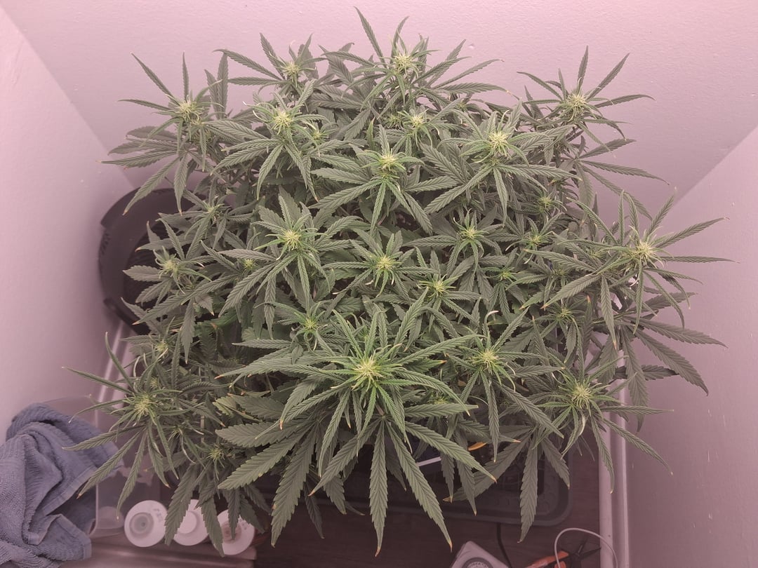 Hazy_Cart3154