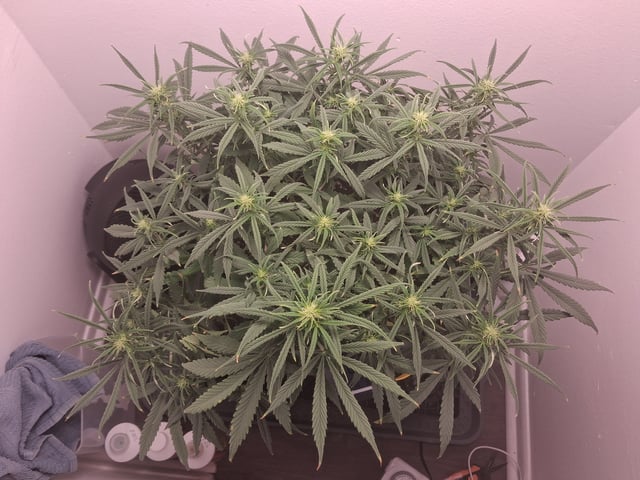Hazy_Cart3154