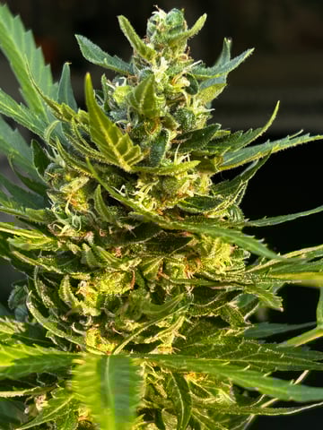 GNOMO Auto  — flower, day 4