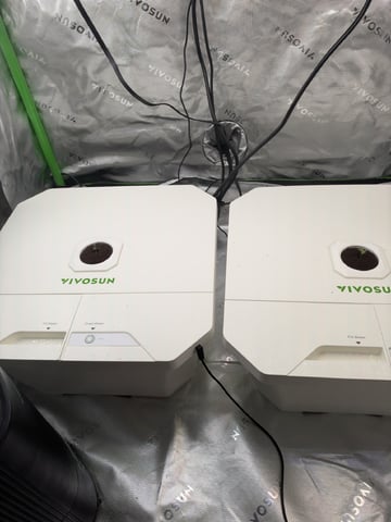 Gelato x Purple Punch / Forbidden Fruit Autos — seedling_rooting, day 14