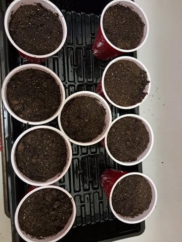 re-start new germination — seedling_rooting, day 4