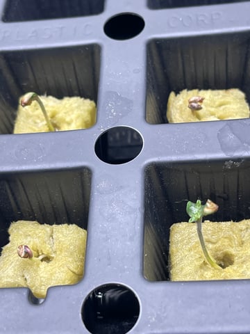 1st Ever Grow (Fat Bastard)(RDWC)  — germination, day 4