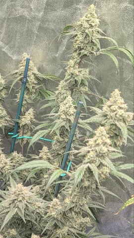 Mixed Grow — flower, day 84