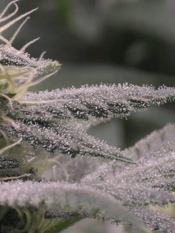 Dirty Bird - Thousand Island Fem & Platinum Kush Breath Remix x Grape Cakehead Fem Photo  — flower, day 92