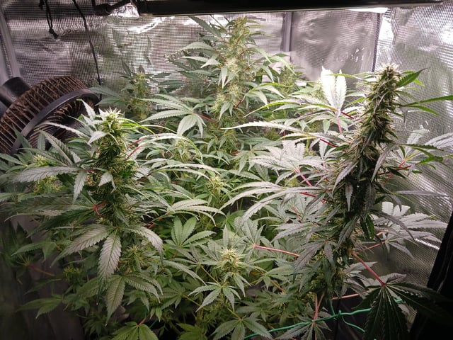 9lbhammer feminized  — harvest, day 77