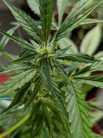 My First Grow 🪴 April '26 — flower, day 60