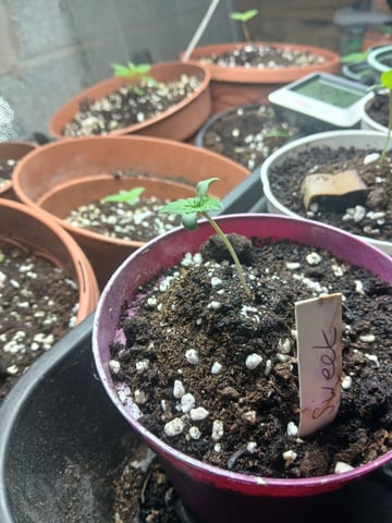 Autos — seedling_rooting, day 2