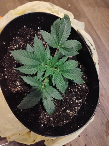 OGGodoe — flower, day 2