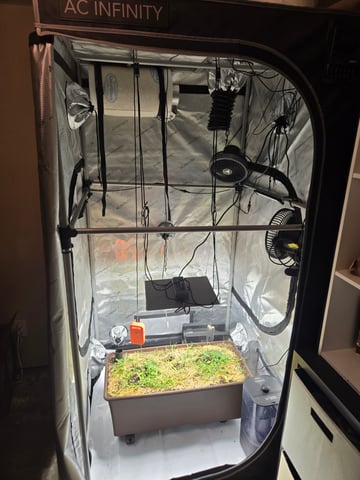 White rhino — seedling_rooting, day 1