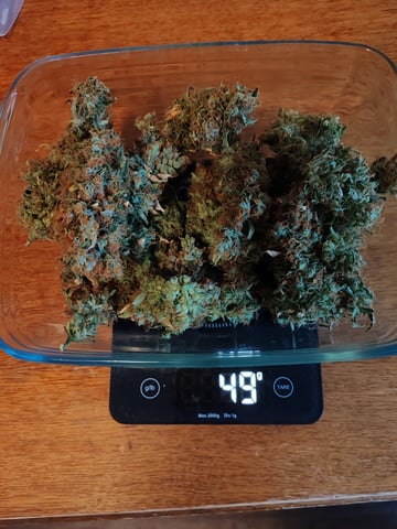 drawer grow forbidden fruit