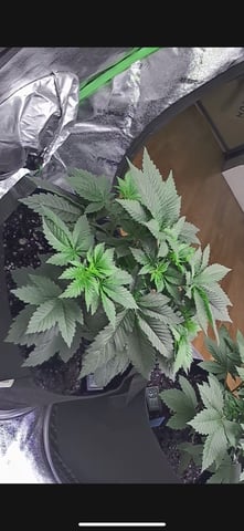 lil blue — seedling_rooting, day 23