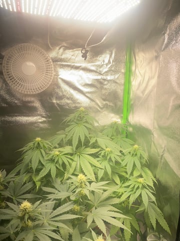 2nd Try — flower, day 66