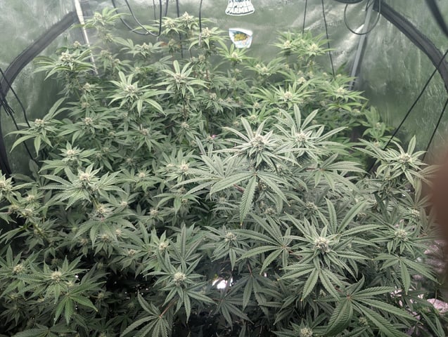 EG/SM/SG/CW — flower, day 98