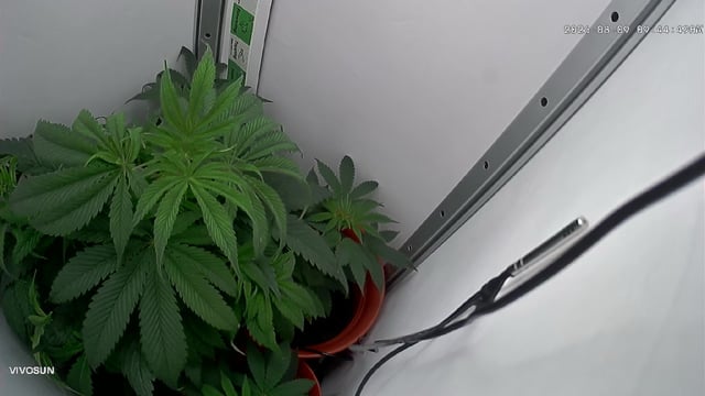 Blue Dream — flower, day 42