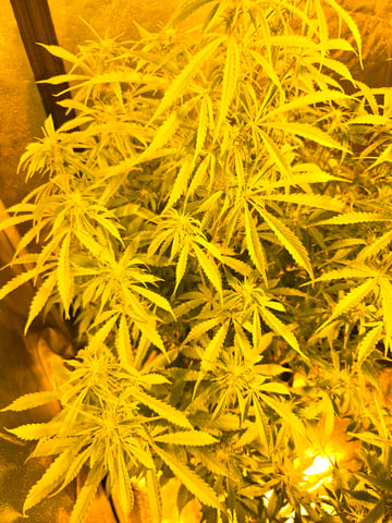 2nd Autoflower Indoor Grow — flower, day 59