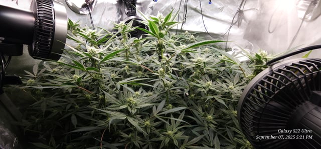 Found my Females... Game On! — flower, day 159