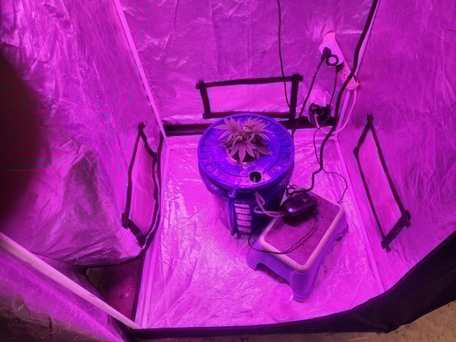 Sour Diesel (started Aug 30th 2025) — vegetative, day 23