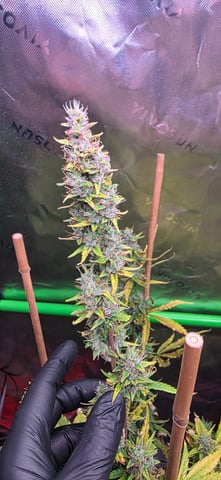 Here We Grow... — flower, day 85