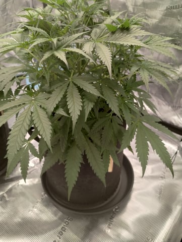 First grow — flower, day 36
