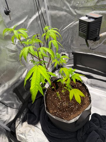  Apple fritter  Clones round two — vegetative, day 111