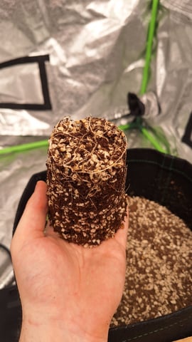 Gorilla Girl Autopot — vegetative, day 23