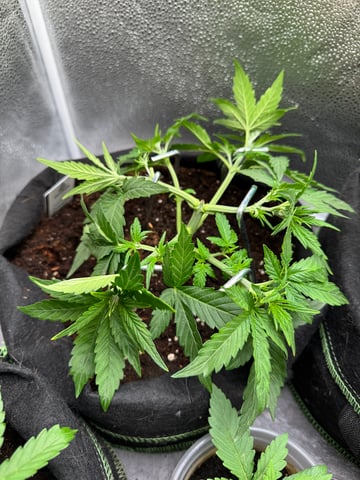 Pineapple Express F1