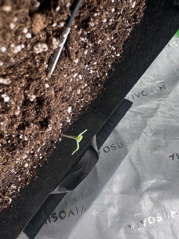 Pine (Auto) 2025 - 0 — seedling_rooting, day 9