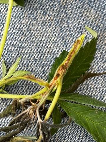 Outdoor Grow — vegetative, day 110