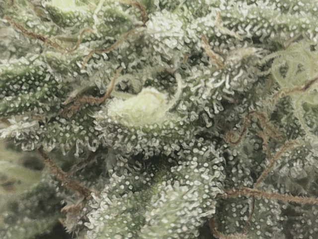 blueberry cupcake  — flower, day 100