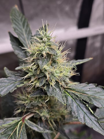 Glookies by Barneys Farm — flower, day 90