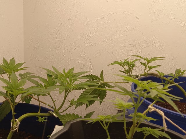 closet grow for veg with a.c infinity air intake fan .With no carbon filter just suction,and spider farmer sf 7000.Then a spider farmer sf tent 4×4×6.5with a G1500 l.e.d from spiderfarmer and spider farmer 6inch clip oscalating fan. — vegetative, day 8