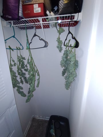 First grow — harvest, day 97
