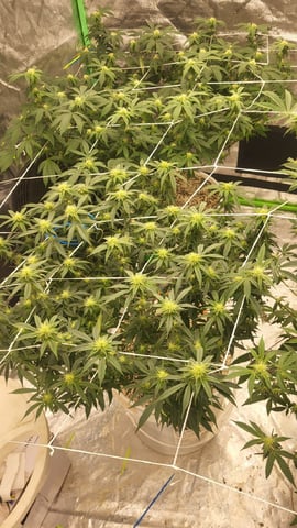 1st grow indoors(cardboard box to 2x2x4 to 5x5x6) — flower, day 103