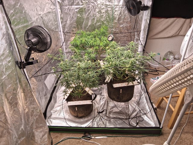 Seedman mix auto & seedman mix auto & GodFather OG — flower, day 71