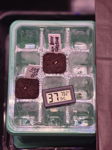 1st Auto Grow (LSD + BrB) - 1st indoor Grow — germination, day 3