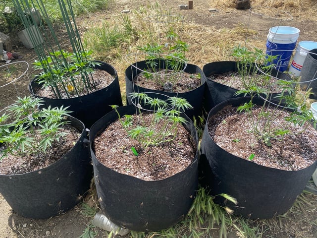 Solfire Gardens Grow