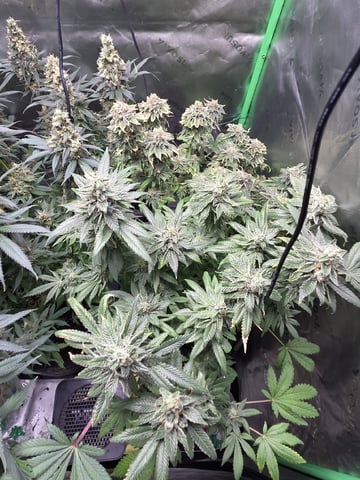 White Widow + Papaya Bomb — flower, day 104