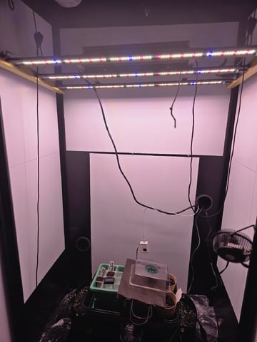 1st Auto Grow (LSD + BrB) - 1st indoor Grow — grow_setup, day 1