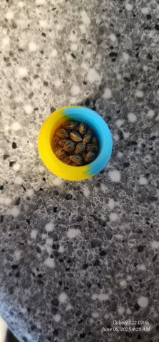 Pez Mints Breeding Session — germination, day 57