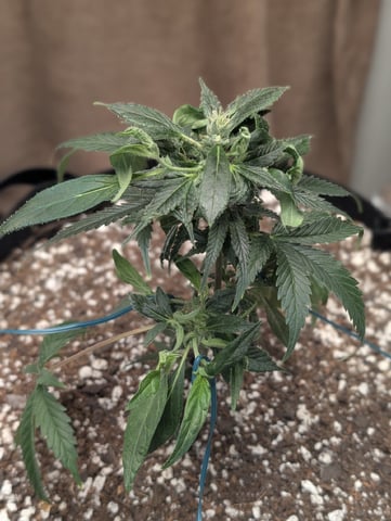 Cinderella 99 -C99 — harvest, day 120