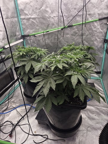 Relentless Genetics Trop Cherry S1 — vegetative, day 14