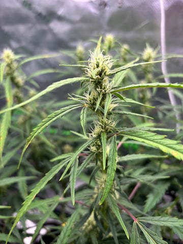 Fall 2025 Grow — flower, day 47