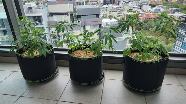 Royal Highness — vegetative, day 57