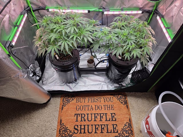 Northern Lights / Banana Kush