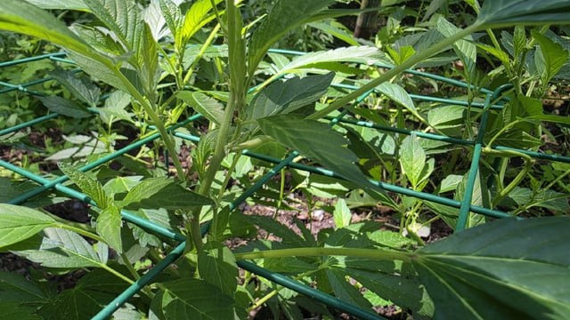 My First Grow — vegetative, day 3